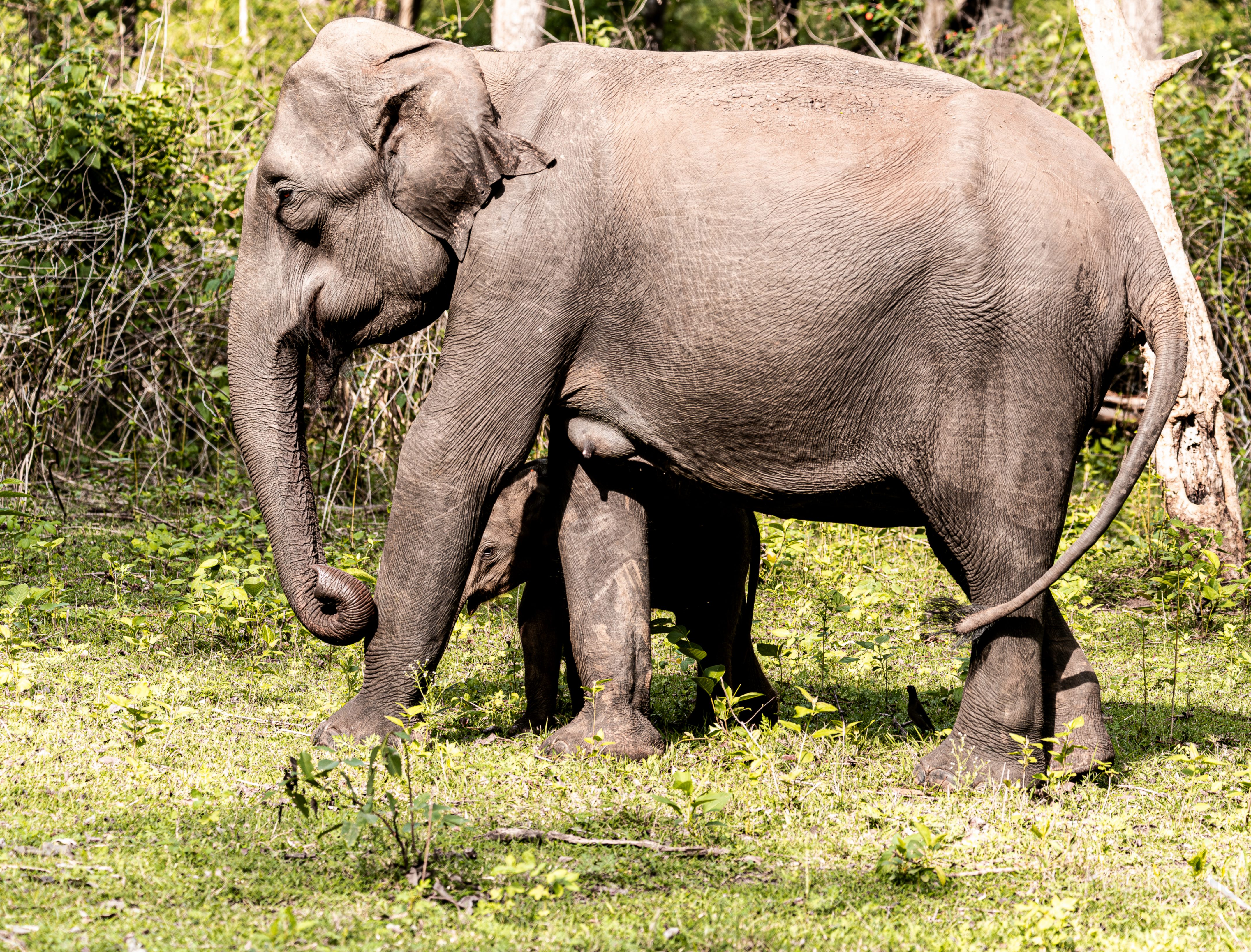 Suckling mother elephant with baby